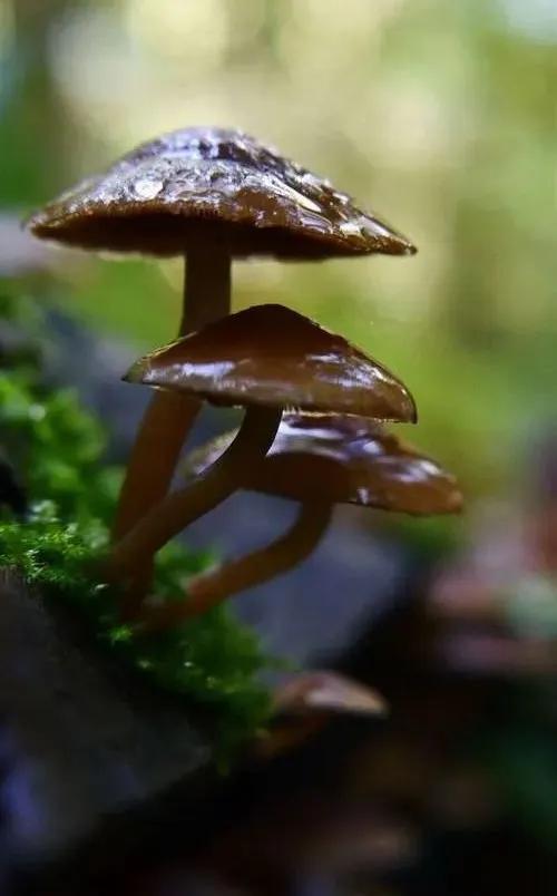 國家蘑菇地理：中國哪里的蘑菇最好吃？