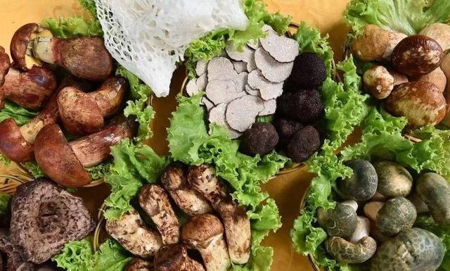 國家蘑菇地理：中國哪里的蘑菇最好吃？