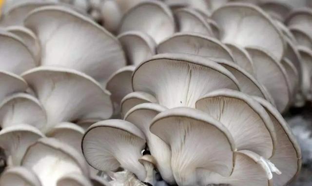 國家蘑菇地理：中國哪里的蘑菇最好吃？