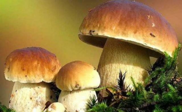 國家蘑菇地理：中國哪里的蘑菇最好吃？